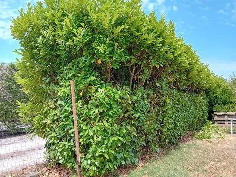 Entretien et taille de haie jardin maison à Rochefort , Royan, AJ MULTISERVICES