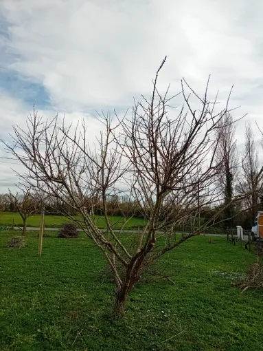 Entretien et taille d'arbres fruitier, Royan, AJ MULTISERVICES