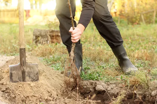 Plantation arbre fruitier