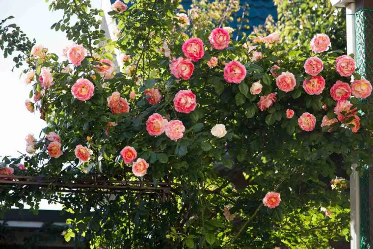 À quelle fréquence tailler des rosiers grimpants ?, Royan, AJ MULTISERVICES