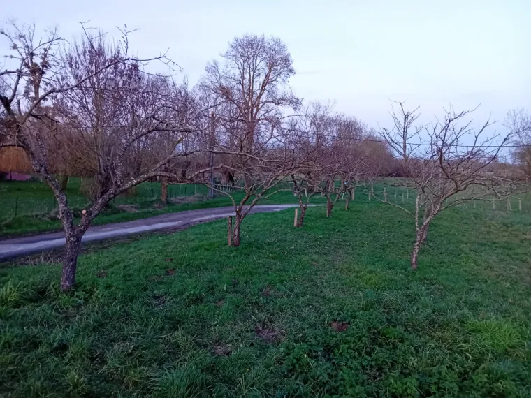 Taille d'arbres fruitiers