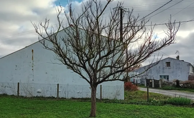 Entretien et taille d'arbres fruitier, Royan, AJ MULTISERVICES