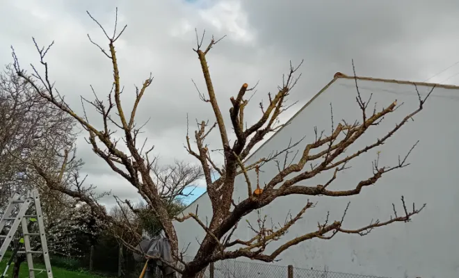 Entretien et taille d'arbres fruitier, Royan, AJ MULTISERVICES
