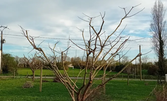 Entretien et taille d'arbres fruitier, Royan, AJ MULTISERVICES