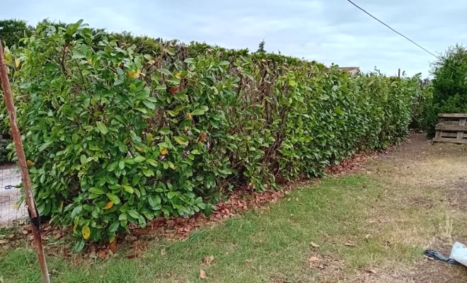 Entretien et taille de haie jardin maison à Saint-Nazaire-sur-Charente, Royan, AJ MULTISERVICES