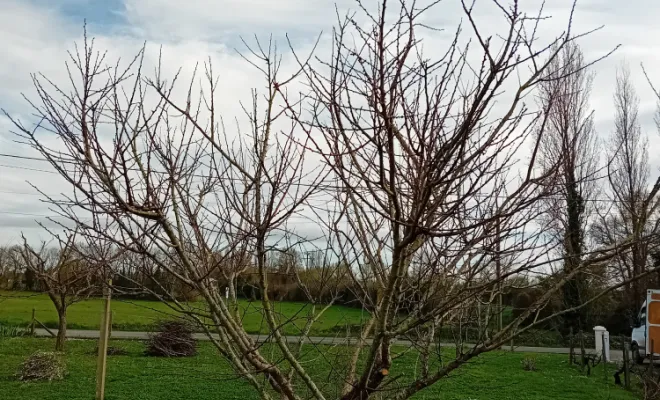 Entretien et taille d'arbres fruitier, Royan, AJ MULTISERVICES
