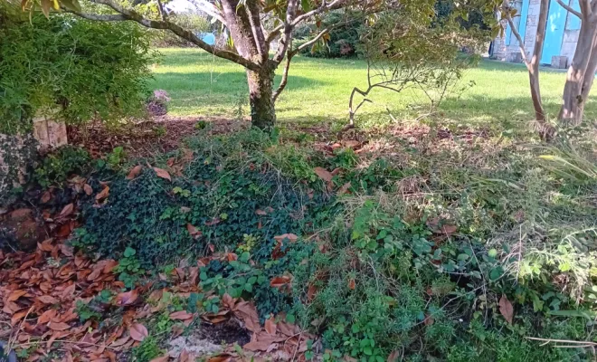 Nettoyage de massifs, Royan, AJ MULTISERVICES