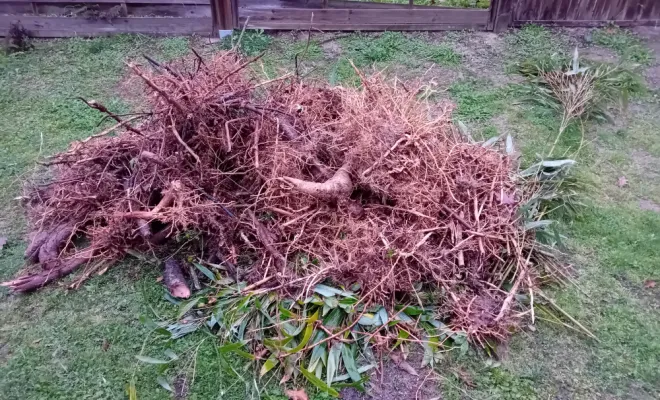 Arrachage des rhizomes de bambous