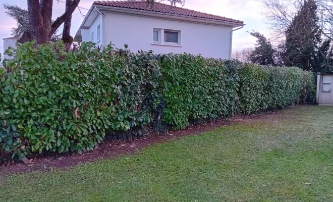 Taille de haie, Royan, AJ MULTISERVICES