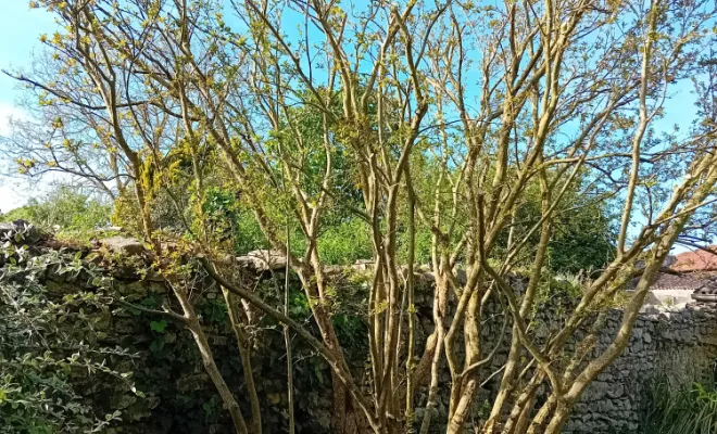 Après