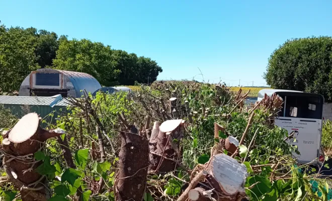 Rabattage avec l'élagueuse